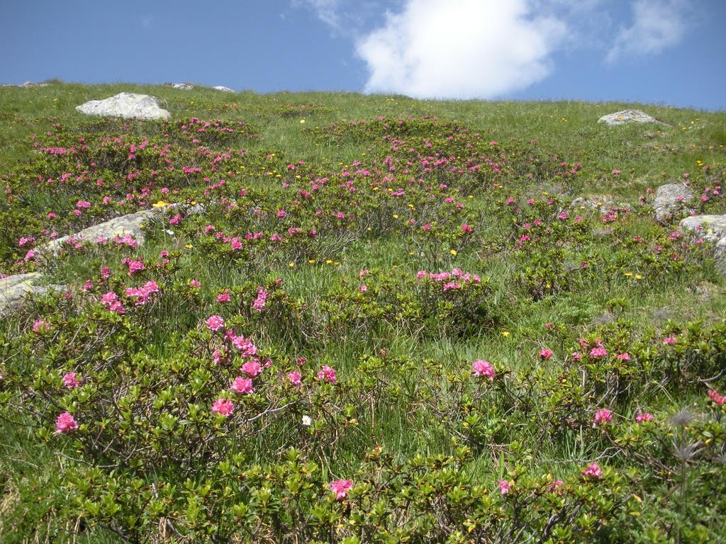 Haus Thaler Daire Reith im Alpbachtal Dış mekan fotoğraf